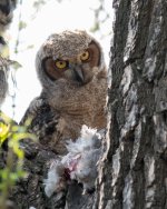 OwlFledgeEats-300.jpg