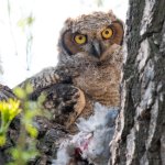 OwlFledgeEats-302.jpg