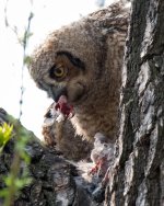 OwlFledgeEats-306.jpg