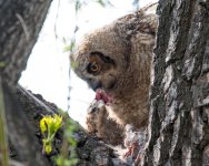 OwlFledgeEats-307.jpg