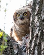 OwlFledgeEats-309.jpg