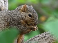 Squirrel.jpg