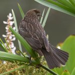 Blackbird2.jpg