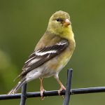 GoldFinch.jpg