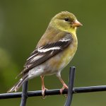 GoldFinch2.jpg