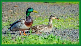 DSC_0020-Edit.jpg