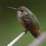 Hummer16.jpg