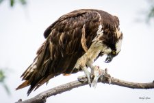 OspreyOvercast-308.jpg