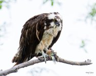 OspreyOvercast-309.jpg