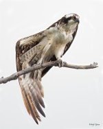 OspreyOvercast-300.jpg