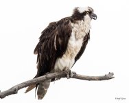 OspreyOvercast-301.jpg