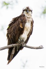OspreyOvercast-303.jpg