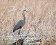 GBH-370.jpg