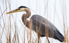 GBH-371.jpg