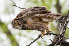 OwlTakeoff-303.jpg