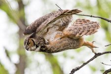 OwlTakeoff-302.jpg