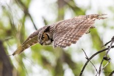 OwlTakeoff-300.jpg