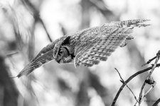 OwlTakeoff-301.jpg