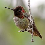 Hummer.jpg