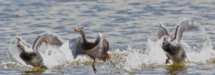 05132018_DSC_3993__Ducks taking off.jpg 05132018_DSC_3993__Ducks taking off.jpg