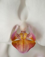 DSC_2728.jpg