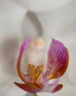 DSC_2747.jpg