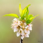 Bloom-300.jpg