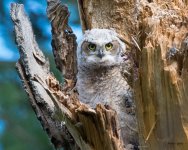 Owlet-300.jpg