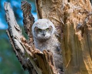 Owlet-301.jpg