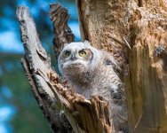 Owlet-302.jpg