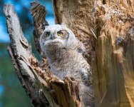 Owlet-303.jpg