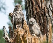 OwlMomKid-300.jpg