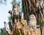 OwlMomKid-302.jpg
