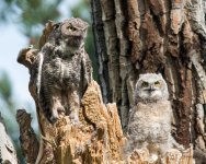 OwlMomKid-303.jpg