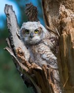 Owlet-305.jpg