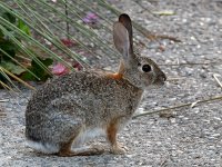 Rabbit.jpg
