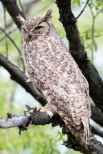 OwlPortraits-302.jpg