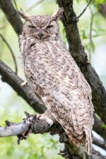 OwlPortraits-303.jpg