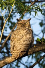 OwlPortraits-305.jpg
