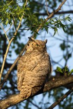 OwlPortraits-306.jpg