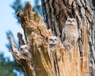 RobinsonOwlets-300.jpg