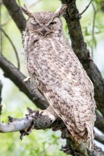 OwlPortraits-304.jpg