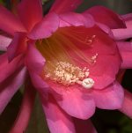 EpiFlower3.jpg