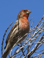 Finch.jpg
