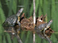Turtles.jpg
