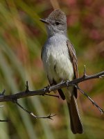 Flycatcher2.jpg
