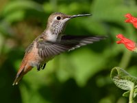 Hummer19.jpg