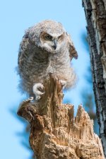RobinsonOwlets-301.jpg