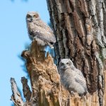 RobinsonOwlets-302.jpg