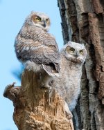 RobinsonOwlets-303.jpg